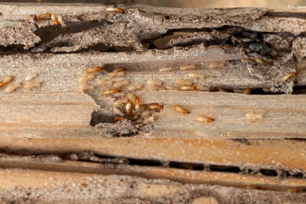 Best Exterminator Services  in Oconto Falls, WI